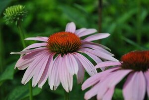 Echinacea purpurea geen maat specificatie 0,55L/P9cm - afbeelding 2