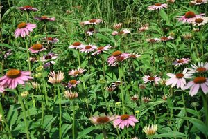 Echinacea purpurea geen maat specificatie 0,55L/P9cm - afbeelding 13