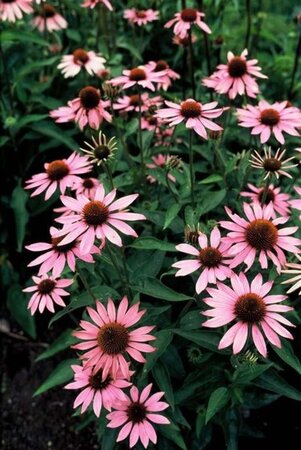 Echinacea purpurea geen maat specificatie 0,55L/P9cm - afbeelding 6