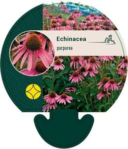 Echinacea purpurea geen maat specificatie 0,55L/P9cm - image 1