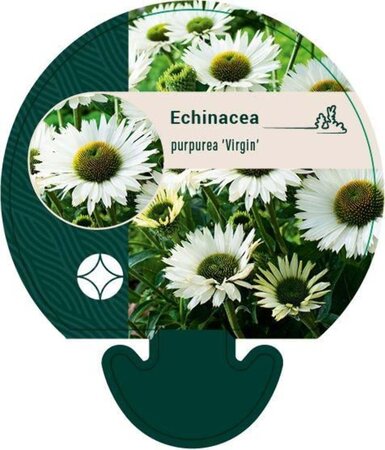 Echinacea p. 'Virgin' geen maat specificatie 0,55L/P9cm - image 1