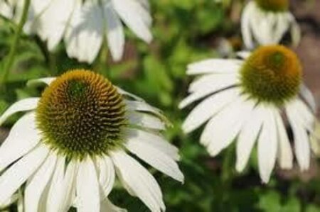 Echinacea p. 'White Swan' geen maat specificatie 0,55L/P9cm - afbeelding 2