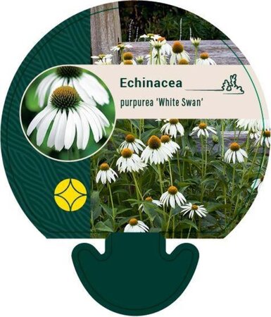 Echinacea p. 'White Swan' geen maat specificatie 0,55L/P9cm - image 1