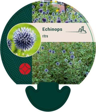 Echinops ritro geen maat specificatie 0,55L/P9cm - image 1