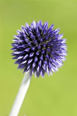 Echinops ritro 'Veitch's Blue' geen maat specificatie 0,55L/P9cm - afbeelding 2