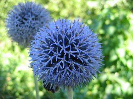 Echinops ritro 'Veitch's Blue' geen maat specificatie 0,55L/P9cm - afbeelding 4