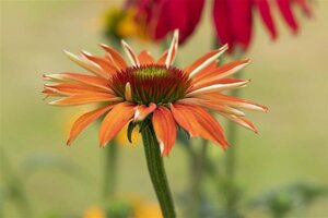 Echinacea 'Tiki Torch' geen maat specificatie 0,55L/P9cm - afbeelding 1