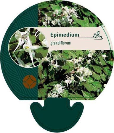 Epimedium grandiflorum geen maat specificatie 0,55L/P9cm - image 3