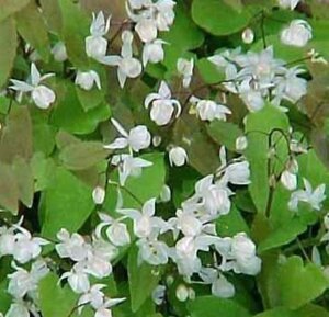 Epimedium y. 'Niveum' geen maat specificatie 0,55L/P9cm - afbeelding 1