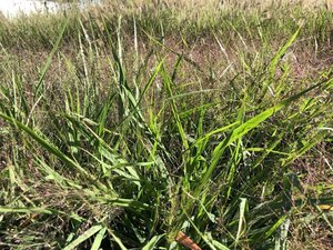 Eragrostis spectabilis geen maat specificatie 0,55L/P9cm - image 5