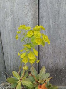 Euphorbia amygdal. robbiae geen maat specificatie 0,55L/P9cm - image 1
