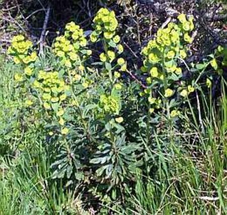 Euphorbia amygdal. robbiae geen maat specificatie 0,55L/P9cm - image 2