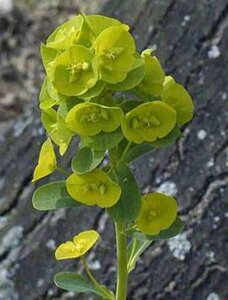 Euphorbia amygdal. robbiae geen maat specificatie 0,55L/P9cm - image 4