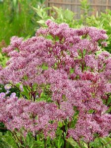 Eupatorium 'Baby Joe' geen maat specificatie 0,55L/P9cm - afbeelding 5