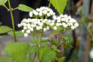 Eupatorium 'Baby Joe' geen maat specificatie 0,55L/P9cm - afbeelding 1