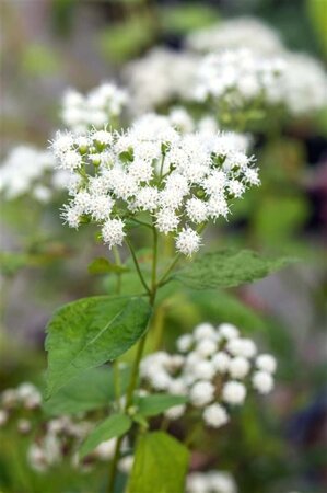 Eupatorium 'Baby Joe' geen maat specificatie 0,55L/P9cm - afbeelding 3