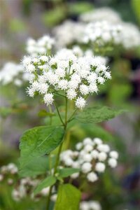 Eupatorium 'Baby Joe' geen maat specificatie 0,55L/P9cm - afbeelding 3