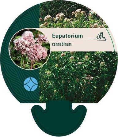 Eupatorium cannabinum geen maat specificatie 0,55L/P9cm