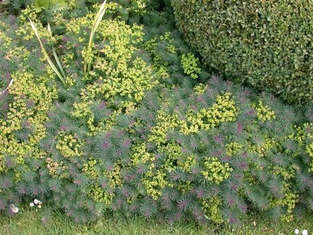 Euphorbia cyparissias geen maat specificatie 0,55L/P9cm - afbeelding 1