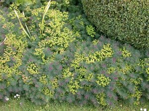 Euphorbia cyparissias geen maat specificatie 0,55L/P9cm - afbeelding 1