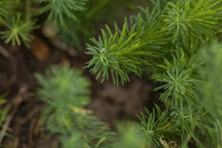 Euphorbia cyparissias geen maat specificatie 0,55L/P9cm - afbeelding 3