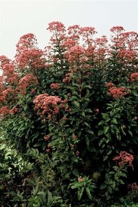 Eupatorium mac. 'Atropurpureum' geen maat specificatie 0,55L/P9cm - afbeelding 2