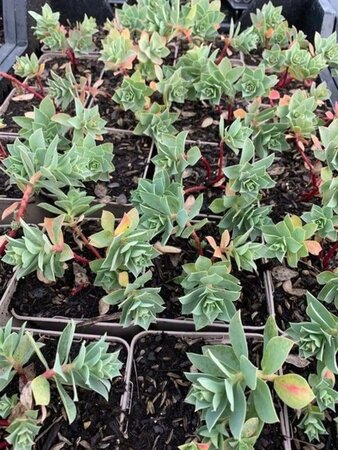 Euphorbia myrsinites geen maat specificatie 0,55L/P9cm - afbeelding 7