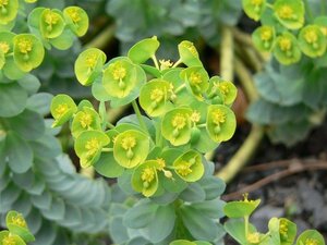 Euphorbia myrsinites geen maat specificatie 0,55L/P9cm - afbeelding 5