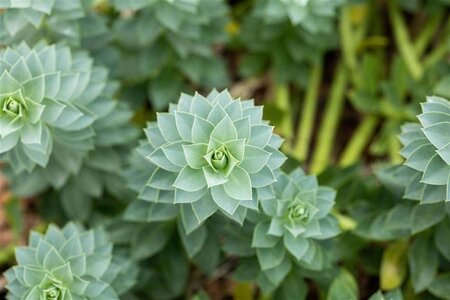 Euphorbia myrsinites geen maat specificatie 0,55L/P9cm - afbeelding 3