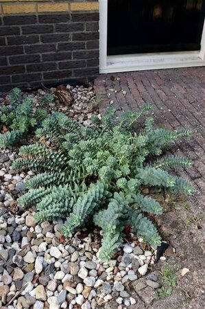 Euphorbia myrsinites geen maat specificatie 0,55L/P9cm - afbeelding 6