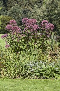 Eupatorium purpureum geen maat specificatie 0,55L/P9cm - afbeelding 3