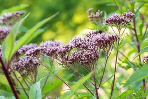 Eupatorium purpureum geen maat specificatie 0,55L/P9cm - afbeelding 4