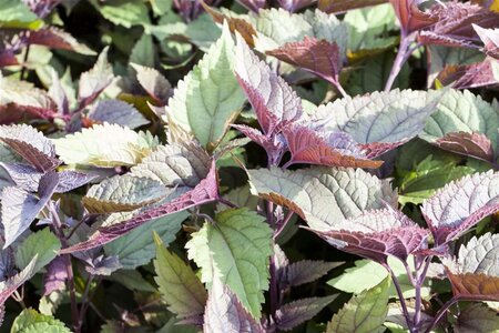 Eupatorium rugosum 'Chocolate' geen maat specificatie 0,55L/P9cm - afbeelding 1