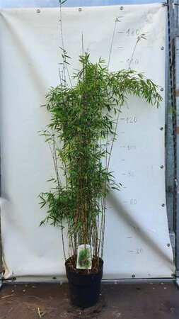Fargesia 'Jiuzhaigou 1' 125-150 cm cont. 10L - image 5
