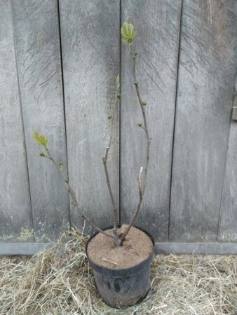 Ficus car. 'Bornholms Diamant' 50-60 cm cont. 5,0L - image 2