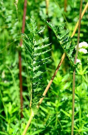 Filipendula vulgaris geen maat specificatie 0,55L/P9cm