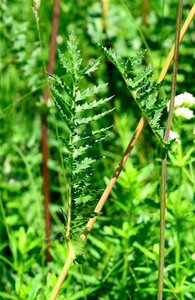 Filipendula vulgaris geen maat specificatie 0,55L/P9cm