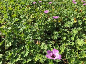 Geranium cin. 'Ballerina' geen maat specificatie 0,55L/P9cm - image 1