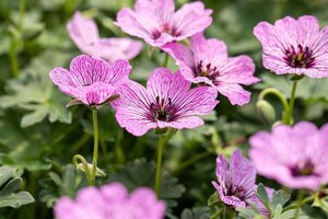 Geranium cin. 'Ballerina' geen maat specificatie 0,55L/P9cm - image 9