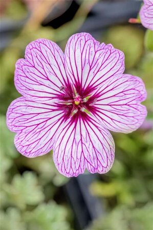 Geranium cin. 'Ballerina' geen maat specificatie 0,55L/P9cm - image 8