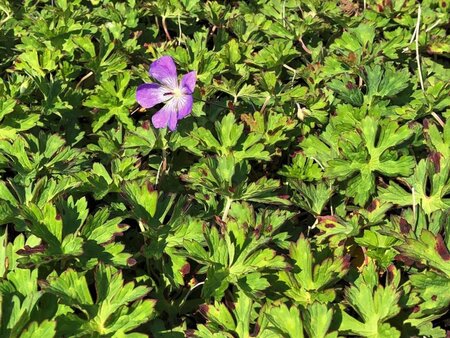 Geranium cin. 'Ballerina' geen maat specificatie 0,55L/P9cm - image 7