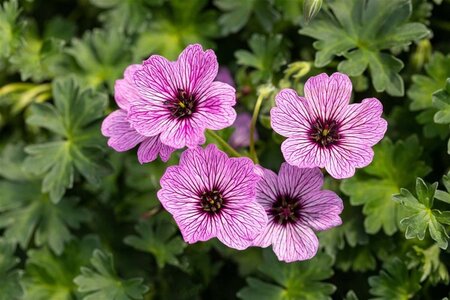 Geranium cin. 'Ballerina' geen maat specificatie 0,55L/P9cm - image 6