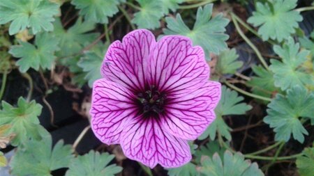 Geranium cin. 'Ballerina' geen maat specificatie 0,55L/P9cm - image 10