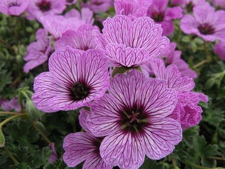 Geranium cin. 'Ballerina' geen maat specificatie 0,55L/P9cm - image 2