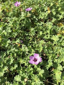 Geranium cin. 'Ballerina' geen maat specificatie 0,55L/P9cm - image 4