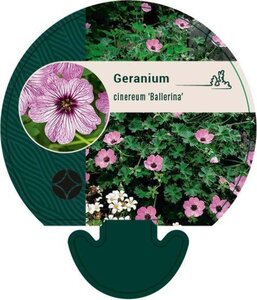 Geranium cin. 'Ballerina' geen maat specificatie 0,55L/P9cm - image 3