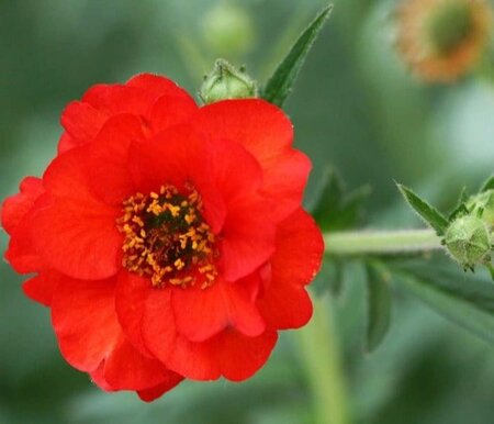 Geum chiloense 'Mrs Bradshaw' geen maat specificatie 0,55L/P9cm - afbeelding 3