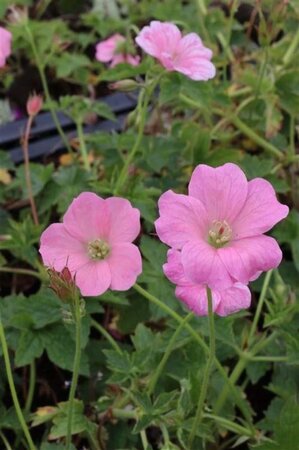 Geranium endressii 'Wargrave Pink' geen maat specificatie 0,55L/P9cm - image 4