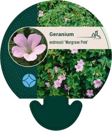 Geranium endressii 'Wargrave Pink' geen maat specificatie 0,55L/P9cm - image 3