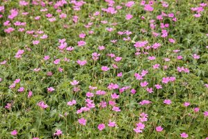 Geranium endressii 'Wargrave Pink' geen maat specificatie 0,55L/P9cm - image 1